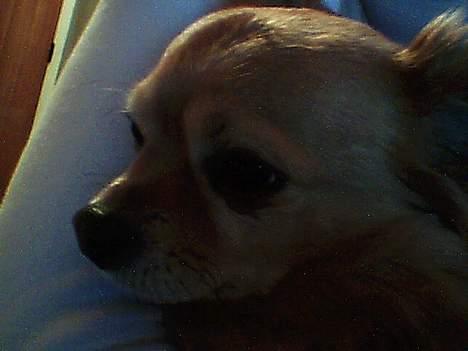 Chihuahua Kenzo billede 7