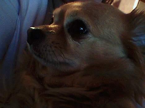 Chihuahua Kenzo billede 8