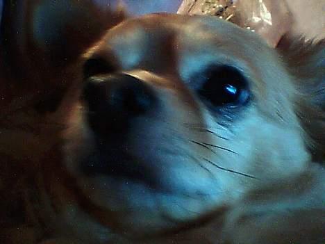 Chihuahua Kenzo billede 9