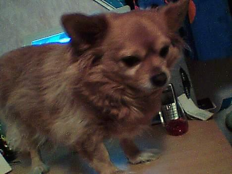 Chihuahua Kenzo billede 10