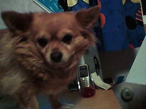 Chihuahua Kenzo billede 11