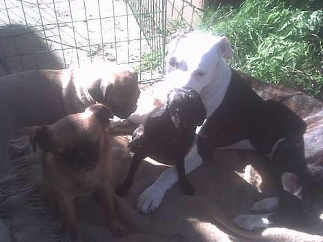 Amerikansk staffordshire terrier liegh - hygge på terassen billede 10