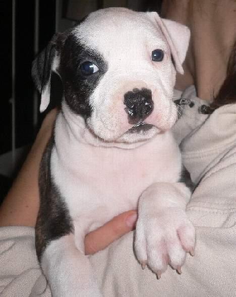 Amerikansk staffordshire terrier liegh billede 11