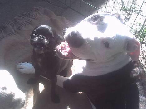 Amerikansk staffordshire terrier liegh - liegh og isabella billede 12