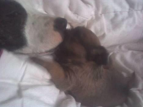 Amerikansk staffordshire terrier liegh - liegh og rasmus 5 uger billede 13