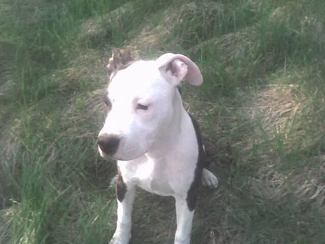 Amerikansk staffordshire terrier liegh - liegh billede 14