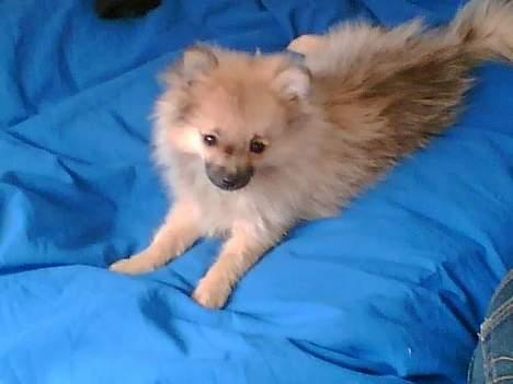 Pomeranian FIGGI - En lille prinsesse billede 1
