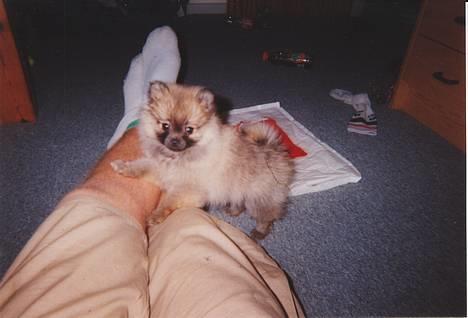 Pomeranian FIGGI - sagde du noget... billede 2