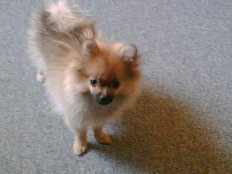 Pomeranian FIGGI - kommer du nu med det kamera igen billede 3