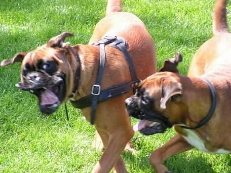 Boxer Oscar - Oscar leger med brormand Willi #1 billede 4