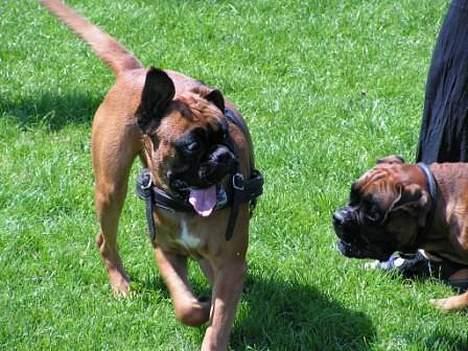 Boxer Oscar - Oscar leger med brormand Willi #2 billede 5