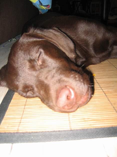 Labrador retriever Bella  - Godnat OleBent, hvis bare man sørge for at underholde og lader hunden være aktiv, opdager den slet ikke fyrværkeriet kl. tovl nytårsnat. billede 8