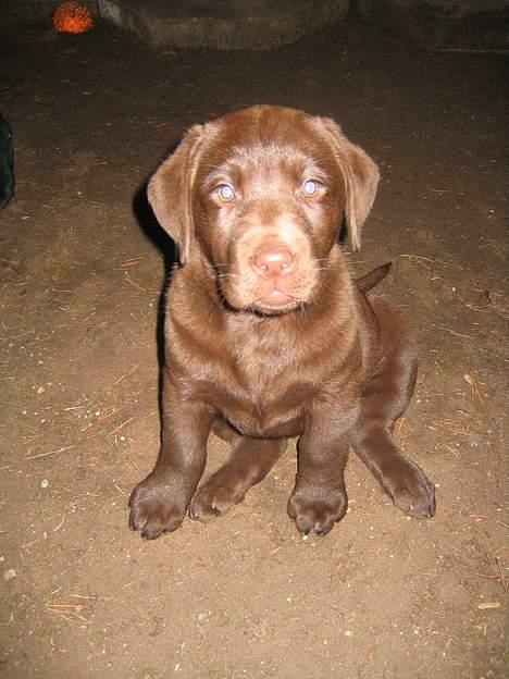 Labrador retriever Bella  billede 9