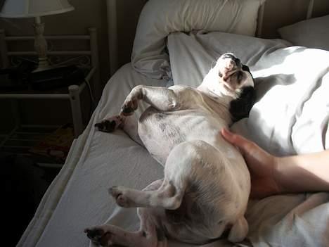 Fransk bulldog Hanibal - det er dejligt når mor klør mig billede 1