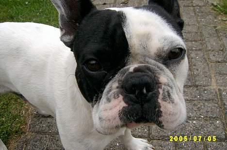 Fransk bulldog Hanibal billede 2