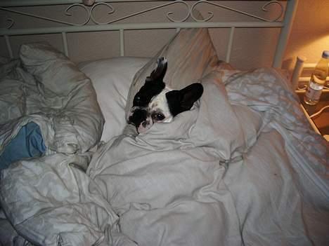 Fransk bulldog Hanibal - Godmorgen med jer billede 3