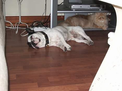 Fransk bulldog Hanibal - Mig og søster billede 4