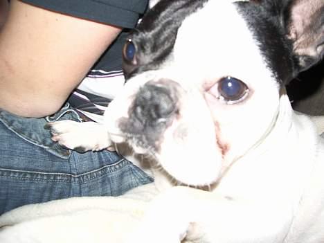 Fransk bulldog Hanibal billede 5