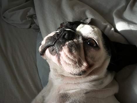 Fransk bulldog Hanibal billede 6