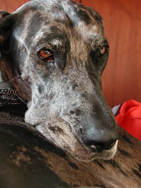 Grand danois Carla himmelhund - tag nu det åndsvage billede... og få det overstået billede 10