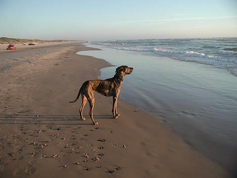 Grand danois Carla himmelhund - lidt søulk er man vel altid... billede 11