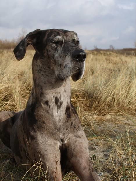 Grand danois Carla himmelhund - NYT billede 6. Feb. 2007 Brøndby Strand billede 13