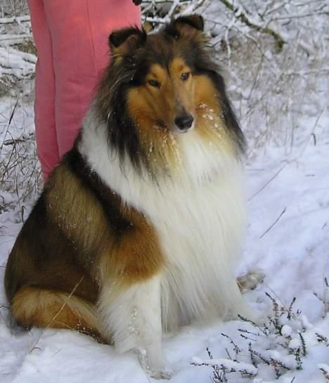 Collie langhåret Nelly (Nellepigen) - Sidder lige og nyder vintervejret !!! billede 12