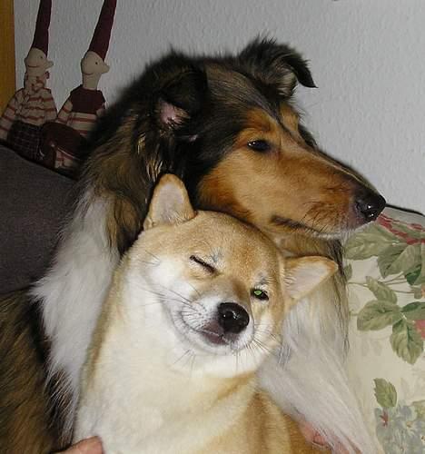 Collie langhåret Nelly (Nellepigen) - Bare go´e venner... billede 13