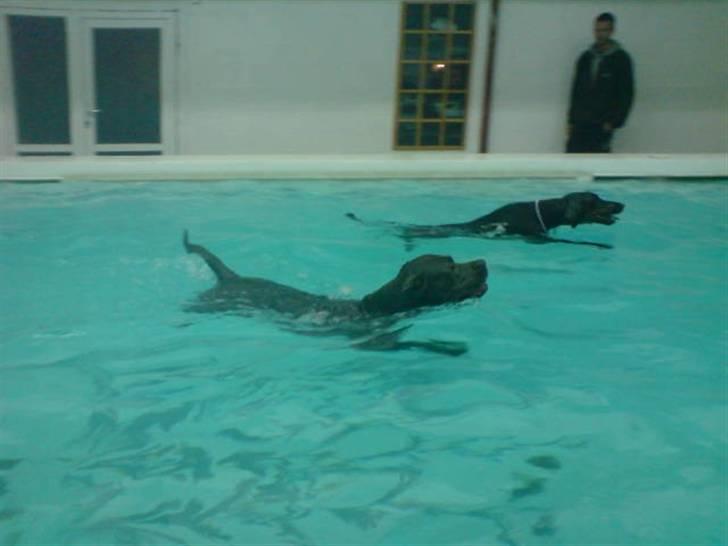 Amerikansk staffordshire terrier Bonzo *Himmelhund, den smukkeste af alle* - Bonzo & Diser til svømning. billede 19