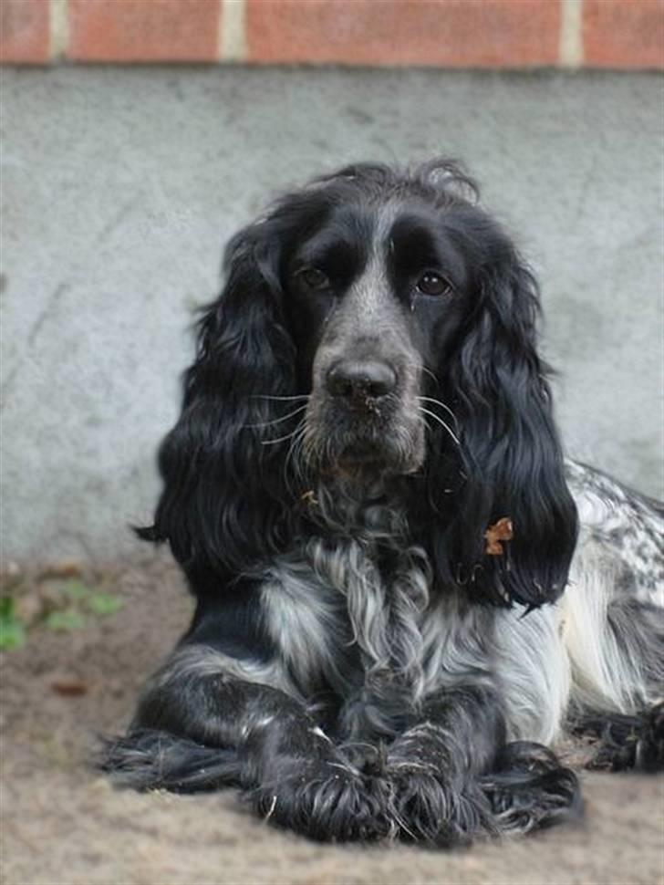 Cocker spaniel Sille <3 - Sille <3 billede 1