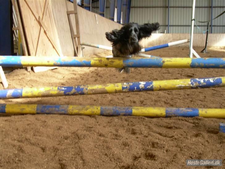 Cocker spaniel Sille <3 - spriiiiiing sille (; billede 2