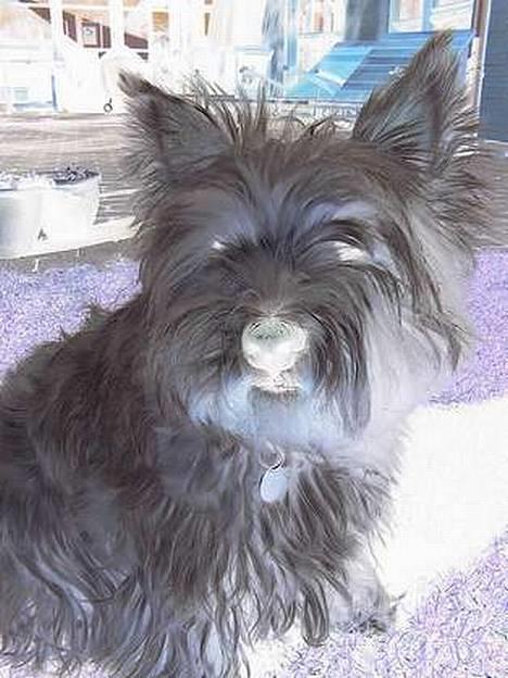 West highland white terrier Tika billede 6