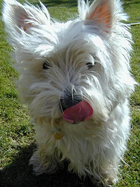 West highland white terrier Tika - mmm det smagte godt... har du ikke noget mere?(NYT) billede 7