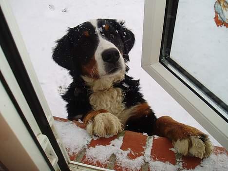 Berner sennenhund Lonnie - Hej får jeg en godbid?? siger Lonnie. billede 13