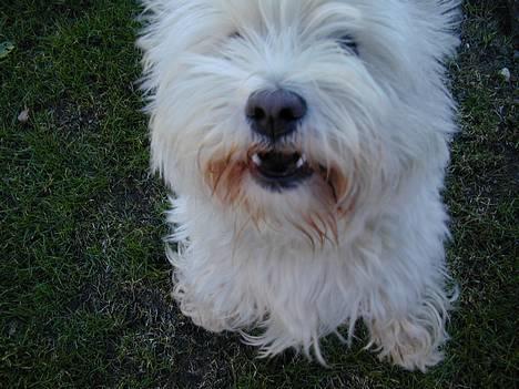 West highland white terrier Tika - vov!!!!!!! jeg er farlig...... (NYT) billede 8