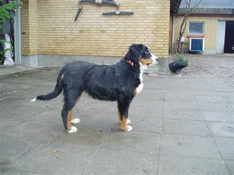 Berner sennenhund Lonnie - Her er jeg 6 mdr gammel. billede 14