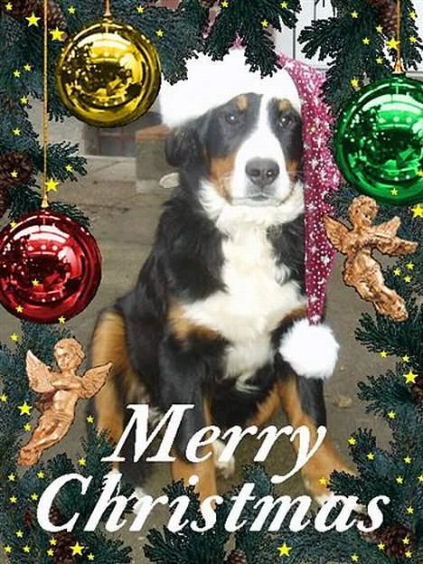 Berner sennenhund Lonnie - Julen 2005, god jul.... billede 15