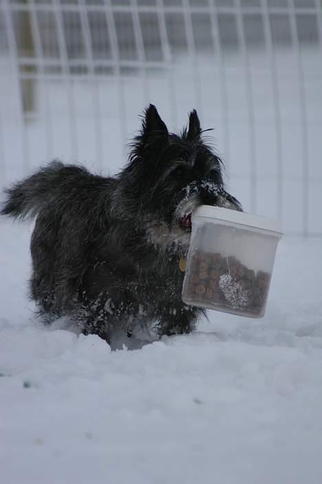 Cairn terrier Jack *11.12.96 - 17.7.13* - Hi, hi - jeg stjal bøtten med Frolicher - så kan hun lærer det kan hun! billede 18