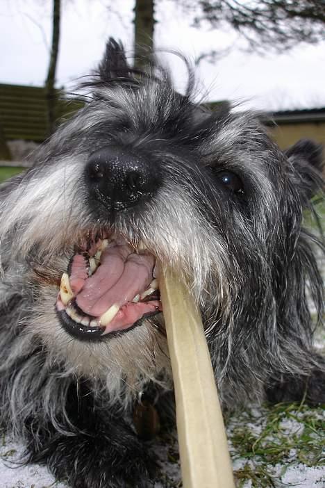 Cairn terrier Jack *11.12.96 - 17.7.13* - Uhm, jeg ÆÆÆLSKER gufben! billede 19