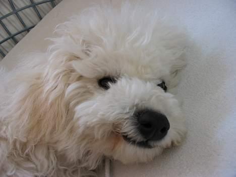 Bichon à poil frisé Baloo - Ligger stadig og blunder lidt i sengen søndag morgen billede 1