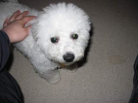 Bichon à poil frisé Baloo billede 2