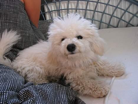 Bichon à poil frisé Baloo - Lige stået op.. billede 3