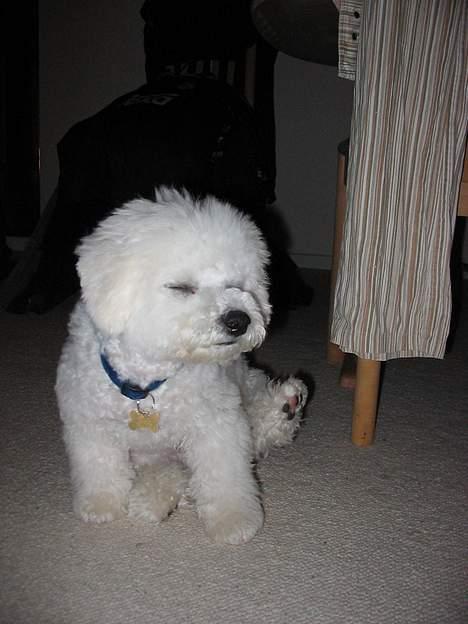 Bichon à poil frisé Baloo - Ikke så gammel, men ekstrem kær at se på billede 4