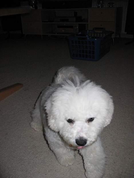 Bichon à poil frisé Baloo - Prøver vidst at fange en sok billede 5