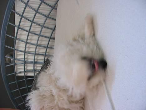 Bichon à poil frisé Baloo - rækker lige tunge på hovedet billede 6