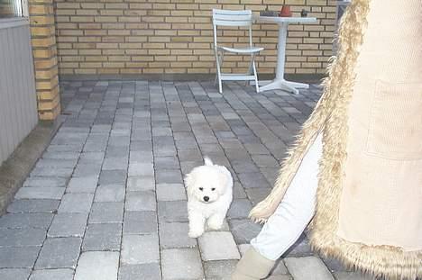 Bichon à poil frisé Baloo - På opdagelse på terassen og nåååå hvor er jeg lille..  billede 7