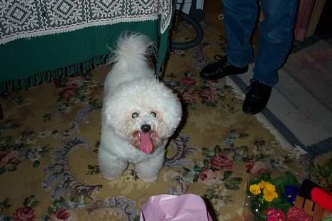 Bichon à poil frisé Baloo - Farmand, hvilket et flot forbillede billede 8