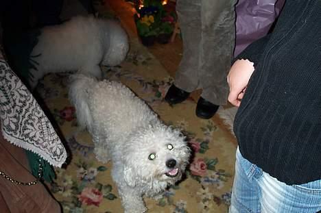 Bichon à poil frisé Baloo - og den dejlige mor billede 9