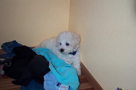 Bichon à poil frisé Baloo - Lille hvalp der putter lidt i vasketøjet på skrivebordet billede 10