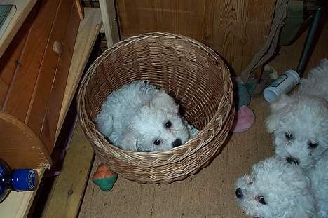 Bichon à poil frisé Baloo - Herlige søskende! billede 11